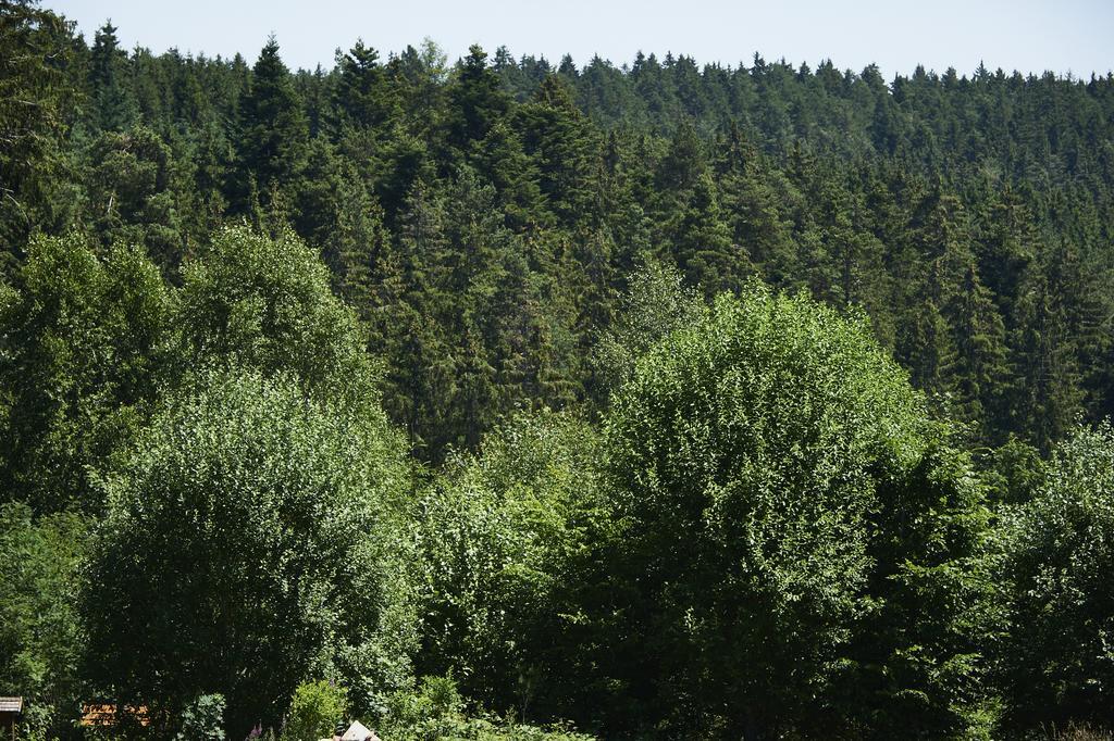 Schwarzwald Lodge Rothaus Grafenhausen Rom bilde
